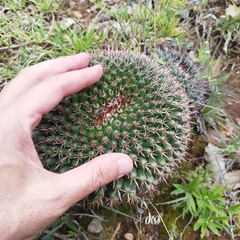 Mammillaria uncinata