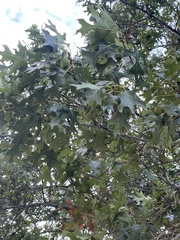 Quercus buckleyi
