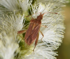Rhopalidae