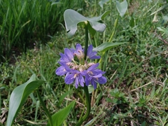 Pontederia