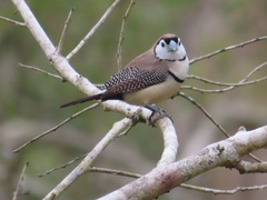 Stizoptera bichenovii