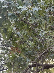 Quercus buckleyi