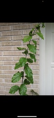 Ehretia anacua