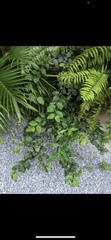 Ehretia anacua