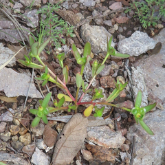 Portulaca umbraticola