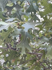 Quercus buckleyi