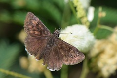 Erynnis tristis tatius