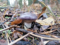 Gomphidius glutinosus