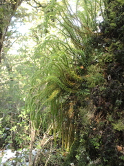 Phlegmariurus varius