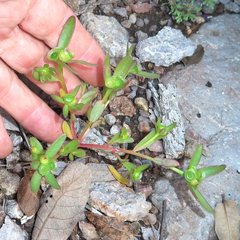 Portulaca umbraticola