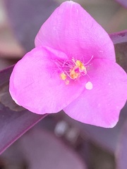 Tradescantia