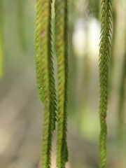 Phlegmariurus varius