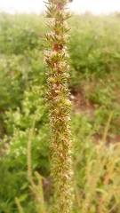 Amaranthus palmeri
