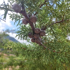 Cupressus macrocarpa