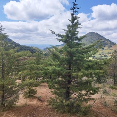Cupressus macrocarpa
