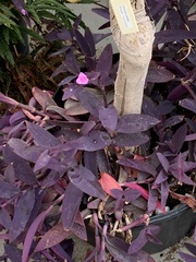 Tradescantia