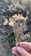 Galatella villosa