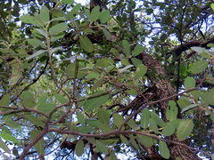 Quercus arizonica