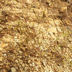 Tagetes