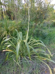 Phormium