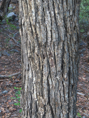 Quercus arizonica