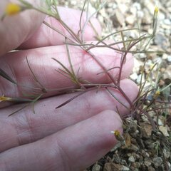 Tagetes