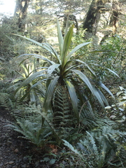 Cordyline indivisa