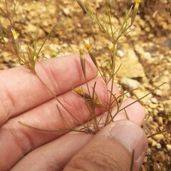 Tagetes