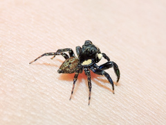 Chapoda