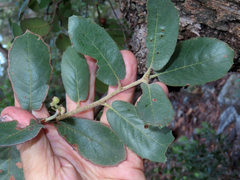 Quercus arizonica