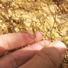 Tagetes