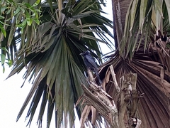 Dicrurus macrocercus