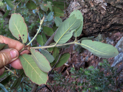 Quercus arizonica