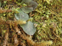 Corybas oblongus