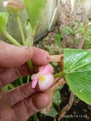 Begonia semperflorens-cultorum