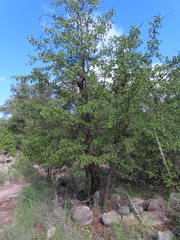 Quercus emoryi
