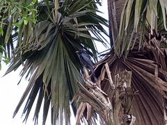 Dicrurus macrocercus