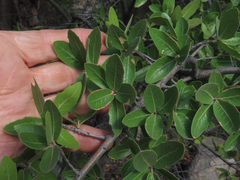 Quercus emoryi