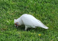 Cacatua tenuirostris