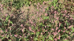 Persicaria maculosa