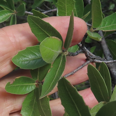Quercus emoryi