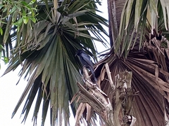 Dicrurus macrocercus