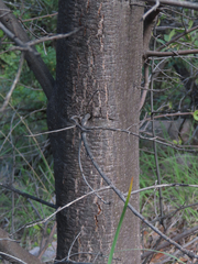Quercus emoryi