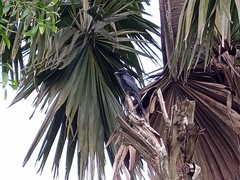 Dicrurus macrocercus