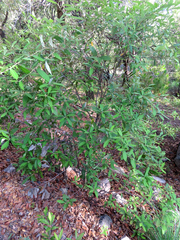 Quercus hypoleucoides