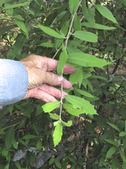 Quercus hypoleucoides