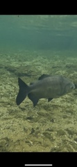 Piaractus brachypomus