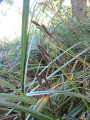 Carex geminata