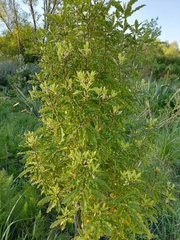 Pittosporum eugenioides