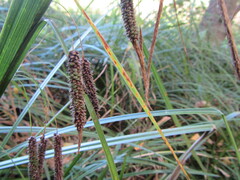 Carex geminata